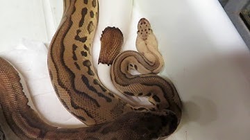 Ball Python Breeders Try This Technique / It