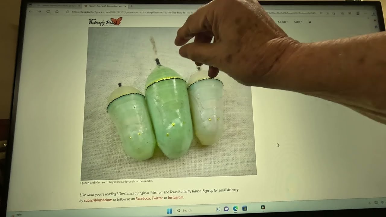 Monarach Queen Butterfly - Our 1st one