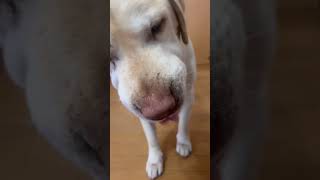 【オットリオで#asmr 】犬用プリン頂いて見たよ🍮✨💓#asmrsounds #保護犬 #老犬 #多頭飼い #大型犬 #ラブラドールレトリバー #ゴールデンレトリバー #プードル