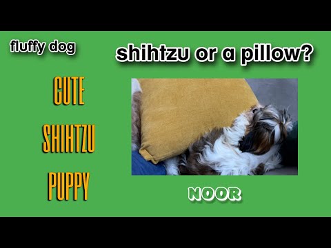 Cute ShihTzu Puppy | Shihtzu Looking Like A Pillow | Fluffy Dog | Noor