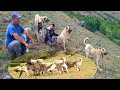#ÇobanKöpekleri ÇOBAN KÖPEKLERİ ÇOBAN İLE MUHABBET