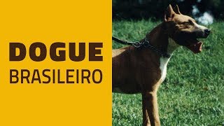 A minha opinião sobre o nosso DOGUE BRASILEIRO