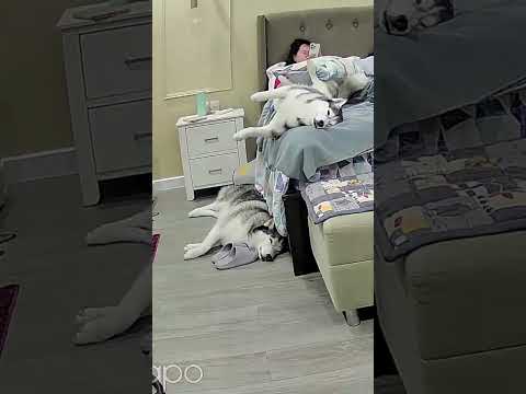 Husky falling from bed hits her sister! 😂 #dog #husky #siberianhusky