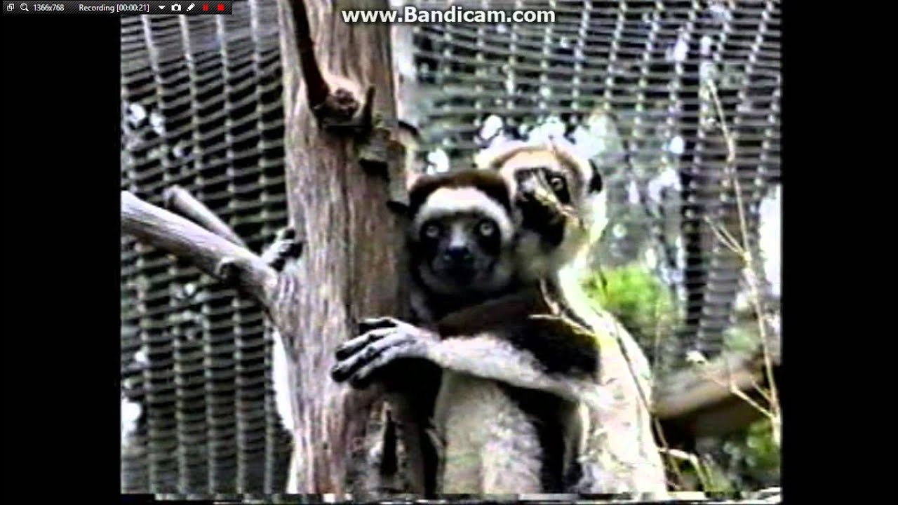 Disney's DINOSAUR Lemur Live Action Reference - YouTube