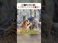 圧倒的な力の差！ トラがイノシシを制圧！ #トラの狩猟 #野生の厳しさ #動物の本能 #自然界のルール #リアルバトル