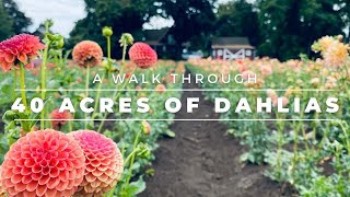 A Walk Through 40 Acres of Dahlias  // Swan Island Dahlias // Coast to Coast Home and Garden