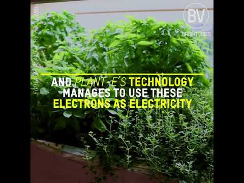 BrightVibes video - The greenest energy ever... generated by plants