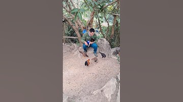 gà rừng ăn sâu.qaib qus noj kab