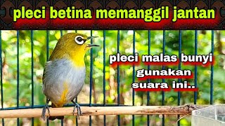 Suara Pleci Betina Memanggil Jantan || Sekali Dengar Pleci Jantan Pasti Nyaut