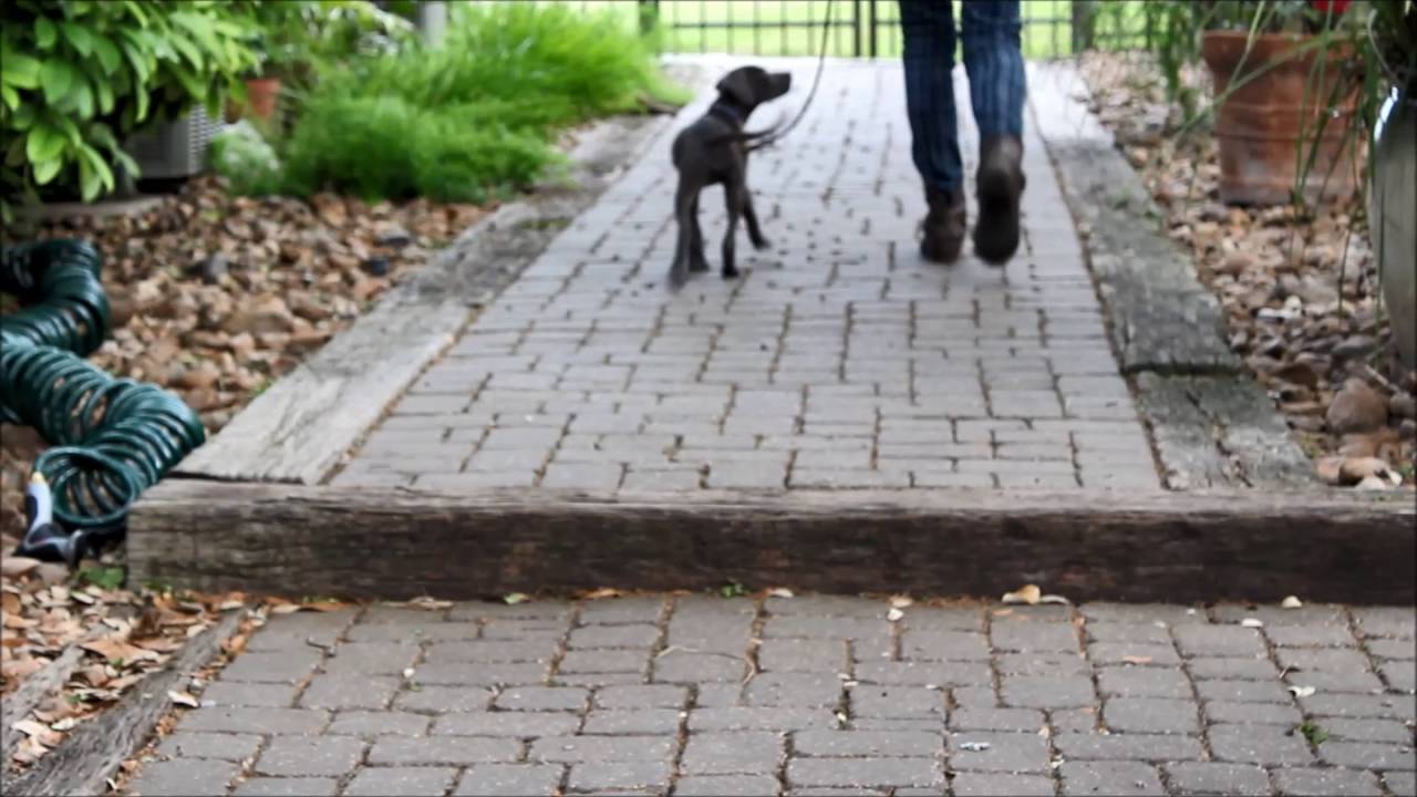 gaugepuppytrainingvideo santa clarita diet