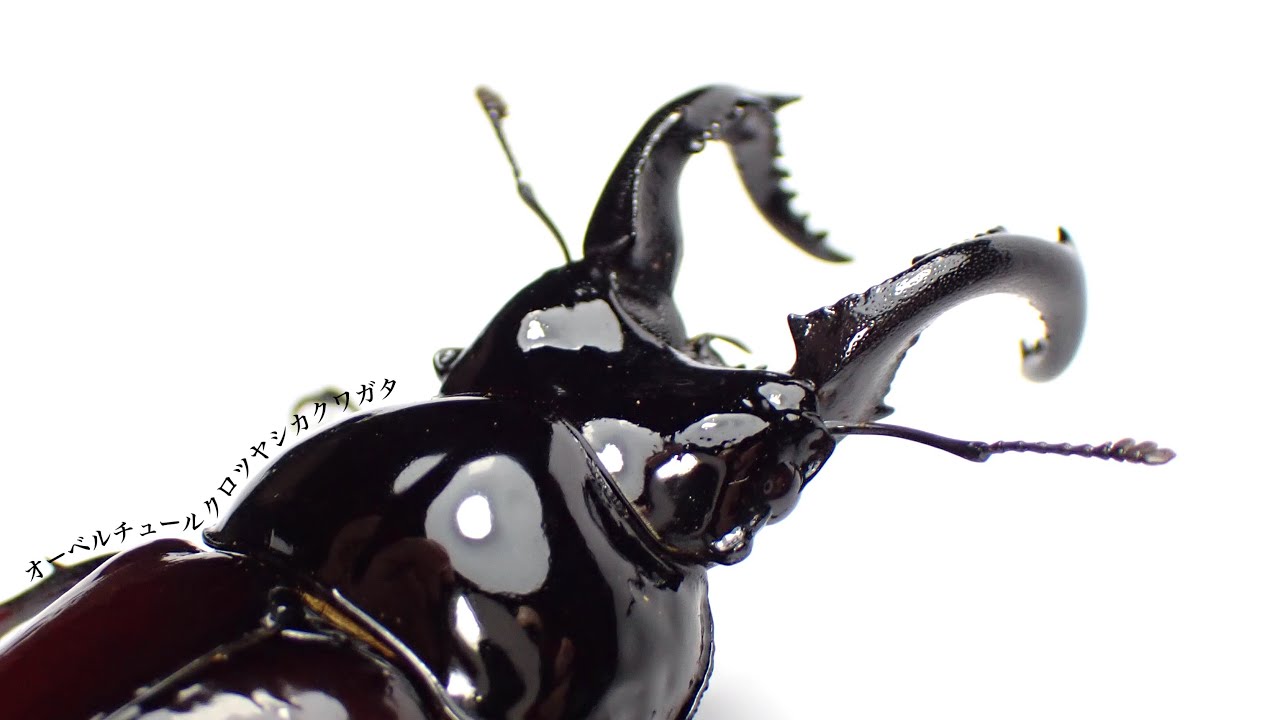 Left for 15 months] Results of digging up an adult Ouverture black