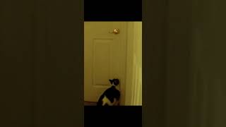 Cat Opening the Door