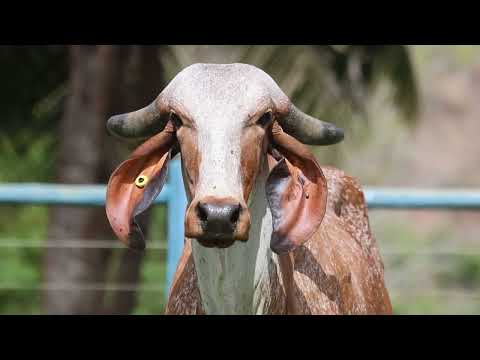 LOTE 04   GALE 72