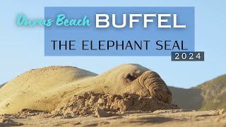 Buffel the Famous Elephant Seal on ONRUS beach [4K]