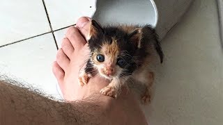 Weak Kitten Abandoned By Her Mother Chooses a Man As Her Father