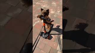 Small Dog Rides Baby Scooter In Park