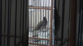 Download Lagu Cucak Wilis / Trengganis masteran gacor MP3