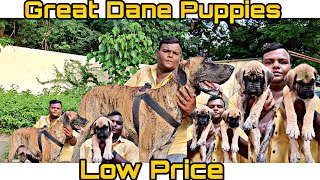World Biggest Dog Great Dane Puppies Available With KCI and Without | Great Dane | #dog #greatdane