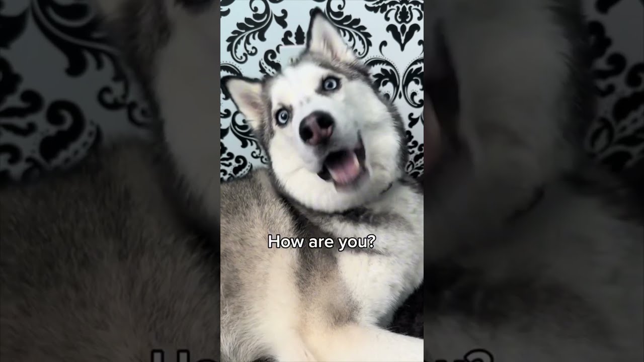 This Dog Can Speak English 