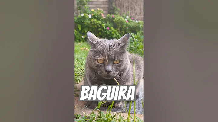 Video 11226671: cats cutecats kitty catlover, catlover funny kitty cutecat