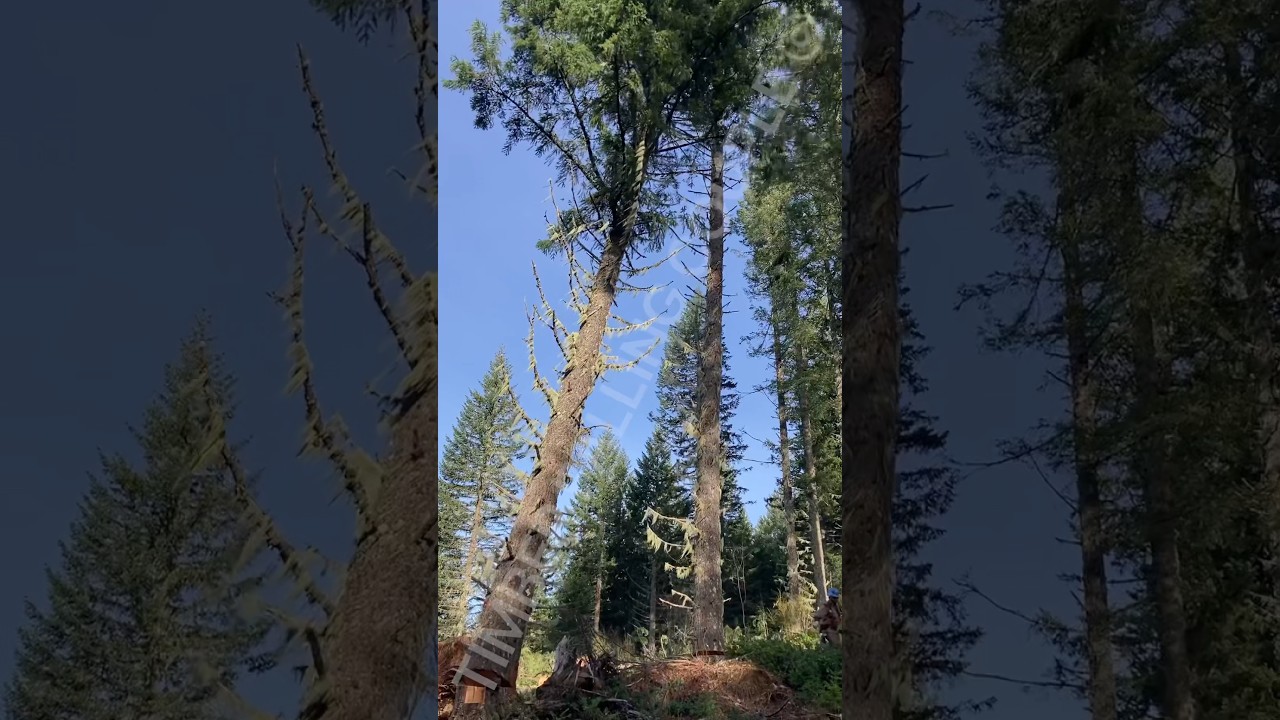 Cutting down the science of an evergreen tree