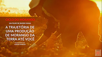 Como é o ciclo da vida do morango?