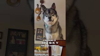 Life with a Husky Part 2: Tikanni 😅 #shorts #huskyfun #funnyanimal #shortsvideo #dog #doghumor