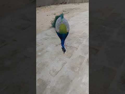 الطاووس يأكل الحبوب 