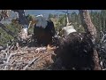 Shadow brings fish 🐟  for lunch | Big Bear Bald Eagle | Apr 24, 26