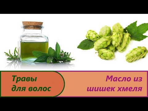 Масло из шишек хмеля. Изготовление вытяжки хмеля в домашних условиях.Шишки хмеля для волос и головы