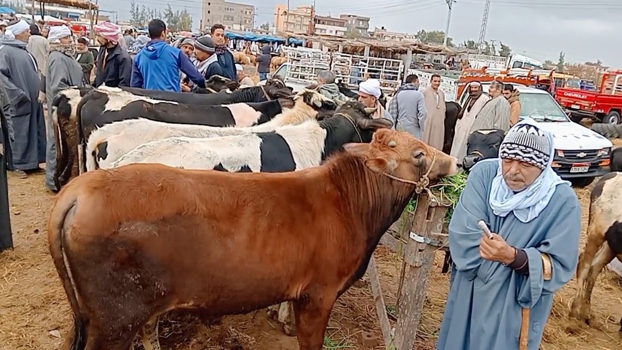 اسعار العجول البقري المحيره في سوق ابو هواش تبع المحموديه بحيره يوم 20/3/2025