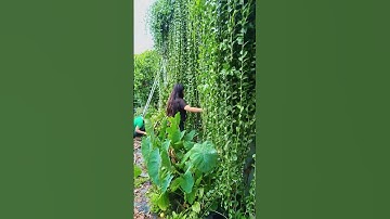 Cúc Tần Ấn Độ buông rèm quá đẹp #cuctanando #cuctana #caycanh #caycanhdep #caybonsai #hoadep #garden