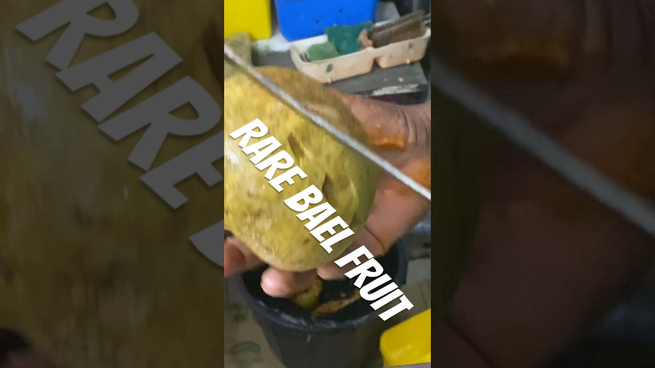 Rare Wild Fruits | Bael Fruit| 