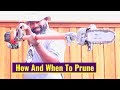 How And When To Prune Oak Tree
