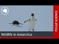 What fascinating wildlife can you find in Antarctica? - Margie Turrin