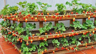 As long as you follow this method, you can grow strawberries anywhere