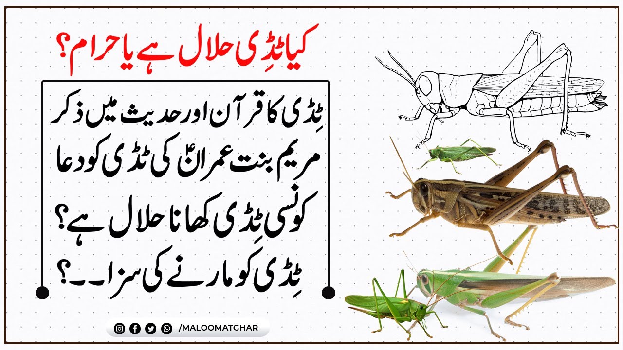 Kia Tiddi Dal Khana Halal Is Locust Halal or Haram Hadith About