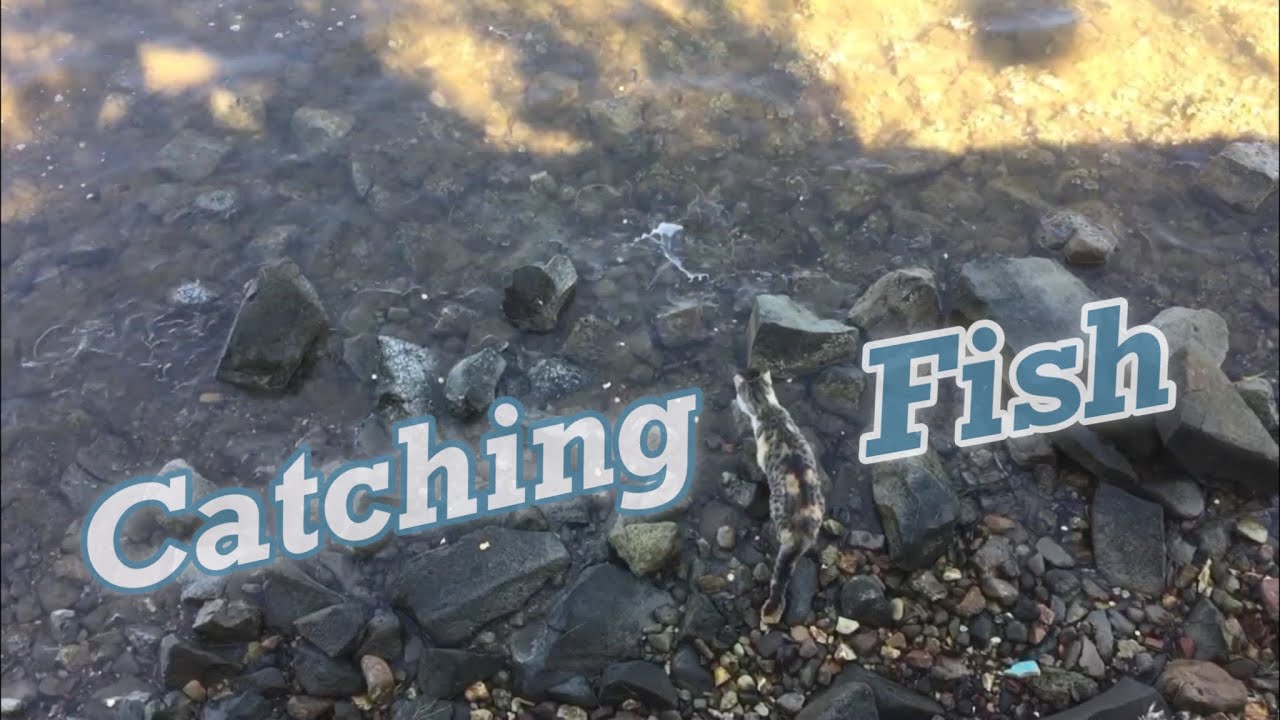 Cat catching fish / 海で魚を捕る猫 - YouTube