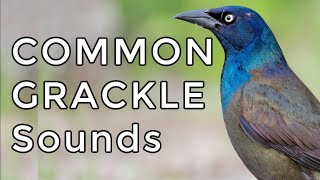 Common Grackle Songs & Calls: Learn TWO common sounds