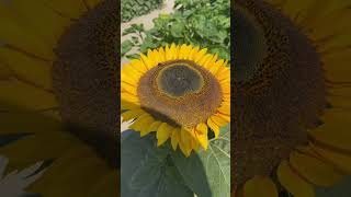 Wonderful Sunflower Farm #amazing view