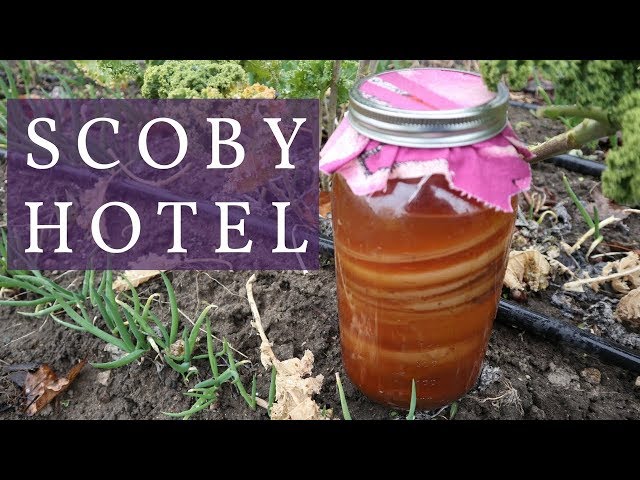 How to Make and Maintain a SCOBY Hotel