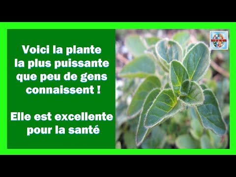 Vidéo: Sedum Purple (herbe Grinçante) - Propriétés Médicinales Et Recettes D'utilisation