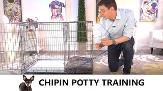ChiPin Potty Training from World-Famous Dog Trainer Zak George - How to Potty Train a ChiPin Puppy