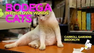 Bodega Cats In Their Own Words: Charlie of Carroll Gardens