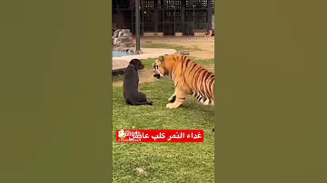 نمر يأكل كلب 