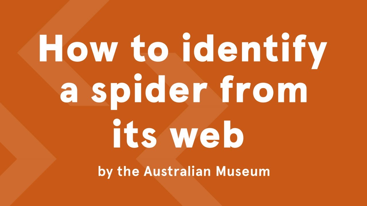 How to ID Spiders by Their Webs