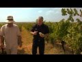 Bowmore wood part 120  jerez  the grapes