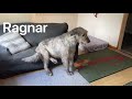 Meet Austonley Irish Wolfhounds の動画、YouTube動画。
