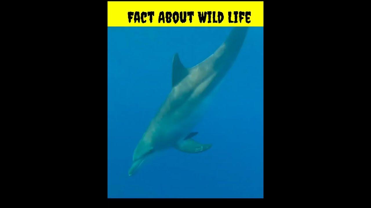 amazing-facts-about-wild-life-mind-blowing-facts-animals-facts
