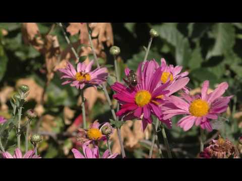 Тест видео - Panasonic v770